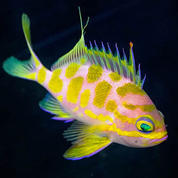 Blotched Anthias 3.75" WYSIWYG