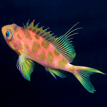 Blotched Anthias 4.25" WYSIWYG (Copy)