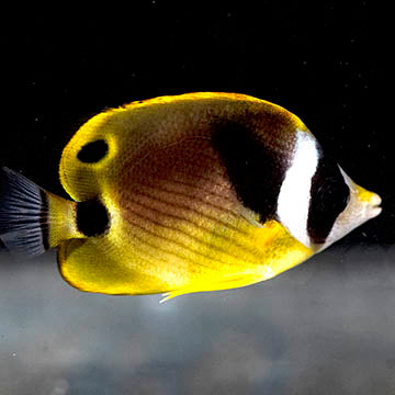 Raccoon Butterflyfish 2.75" WYSIWYG