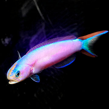 Purple Tilefish 4.25" WYSIWYG