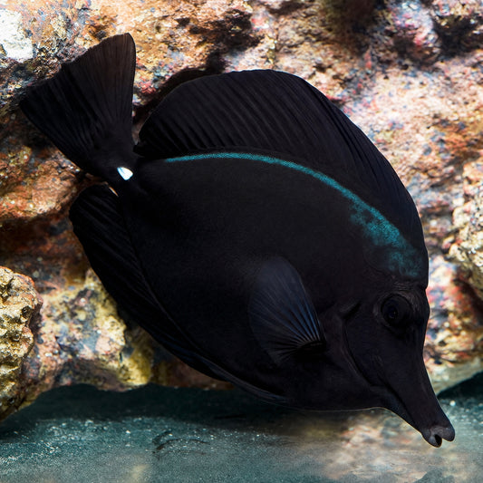 Black Longnose Tang 7" WYSIWYG