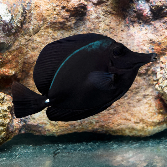 Black Longnose Tang 7" WYSIWYG