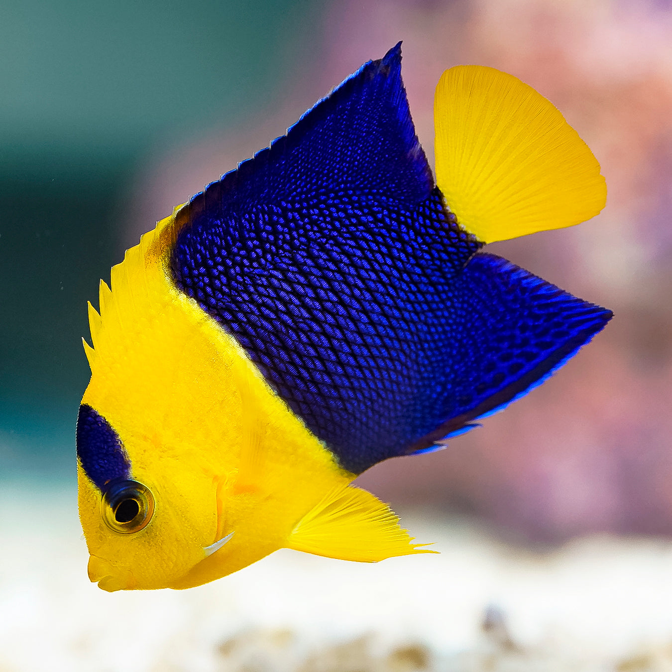 Bicolor Angelfish 2.25" WYSIWYG
