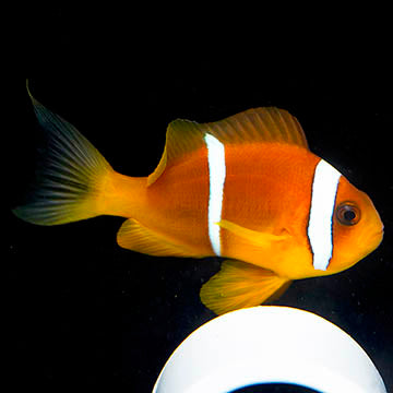 Two Banded Clownfish 3" WYSIWYG