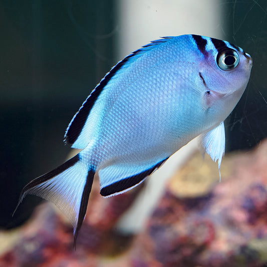 Watanabei Angelfish, Female 2.75" WYSIWYG