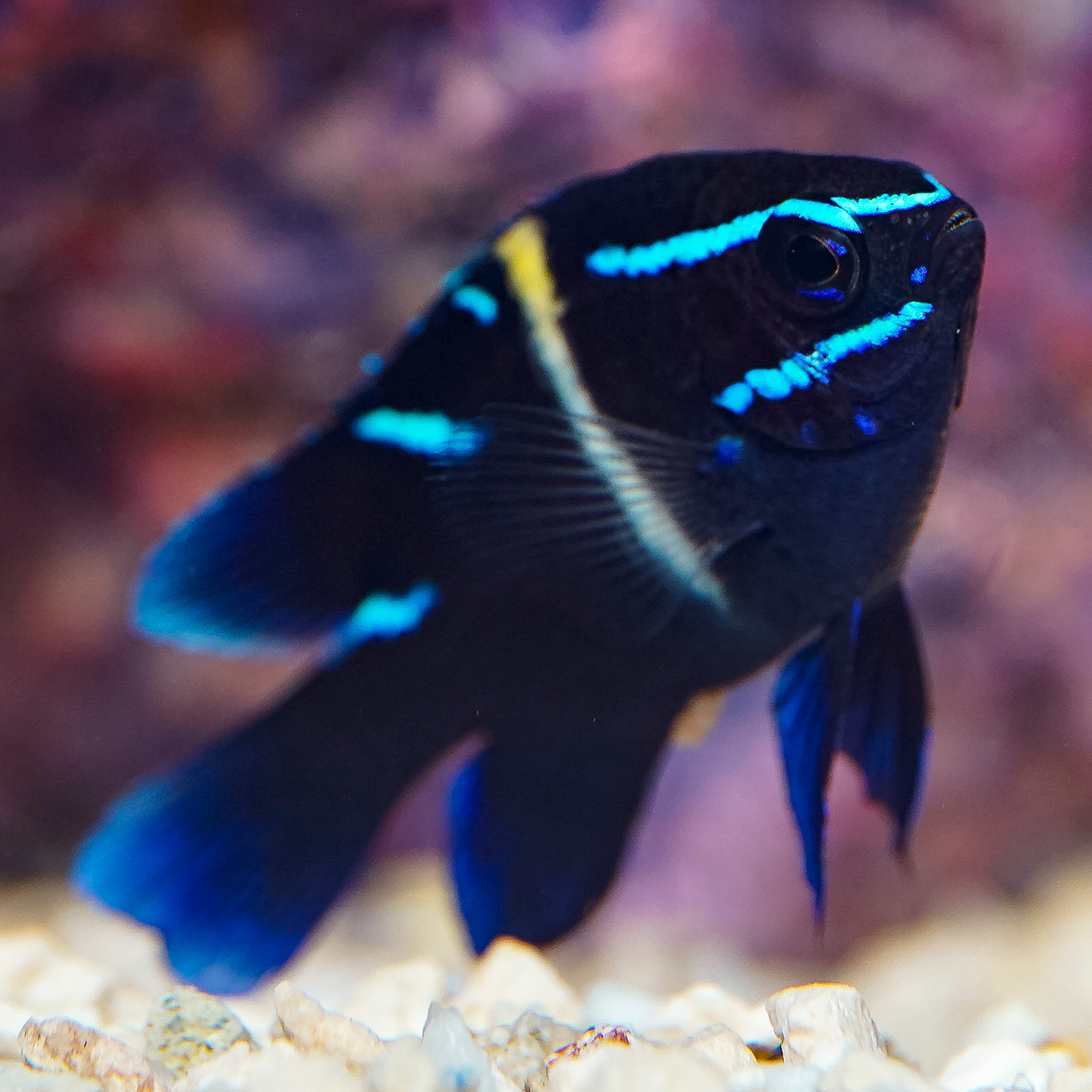 Blue Velvet Damselfish 2.25" WYSIWYG