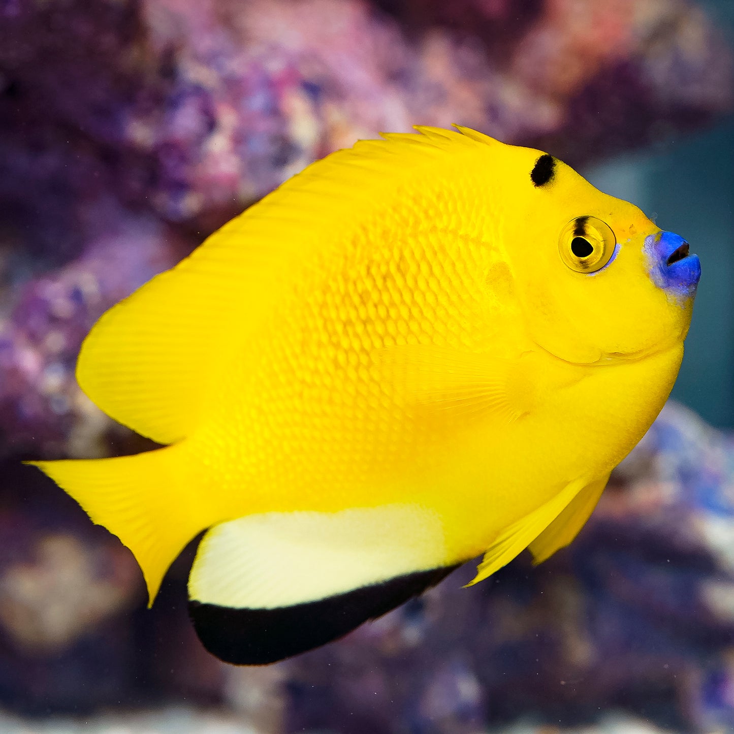Flagfin Angelfish 4" WYSIWYG