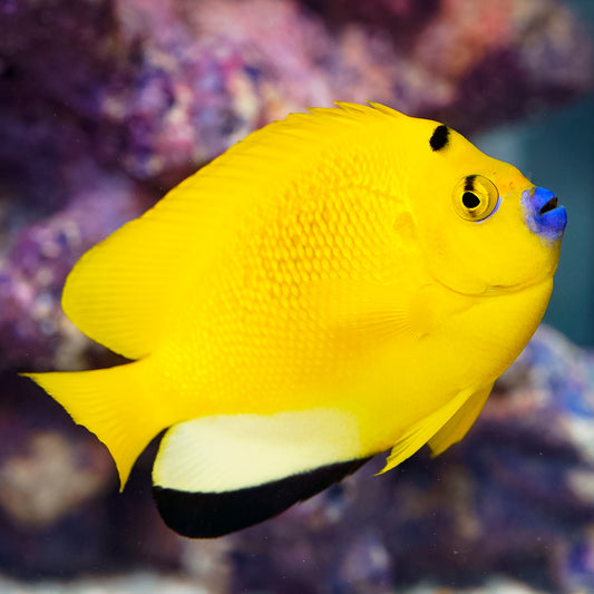Flagfin Angelfish 4" WYSIWYG