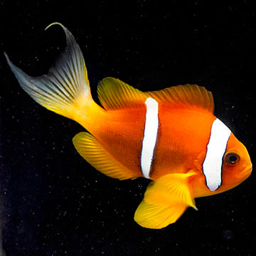 Two Banded Clownfish 4" WYSIWYG