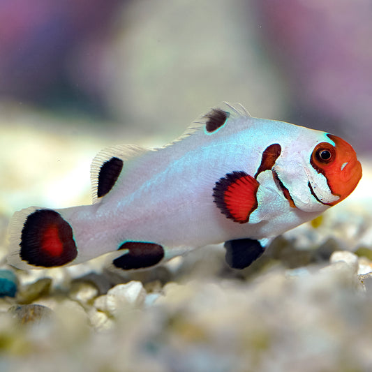 Wyoming White Clownfish, Captive-Bred 2" WYSIWYG