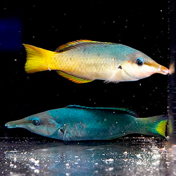 Bird Wrasse Pair 4" and 4.5" WYSIWYG