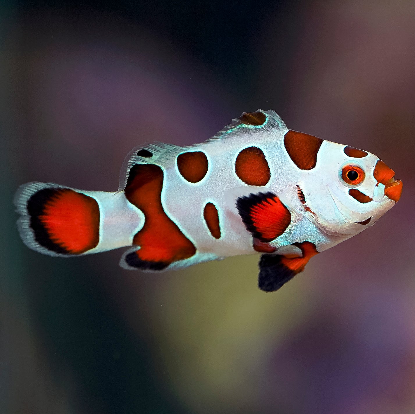 Orange Storm Clownfish, Captive-Bred 1.5" WYSIWYG