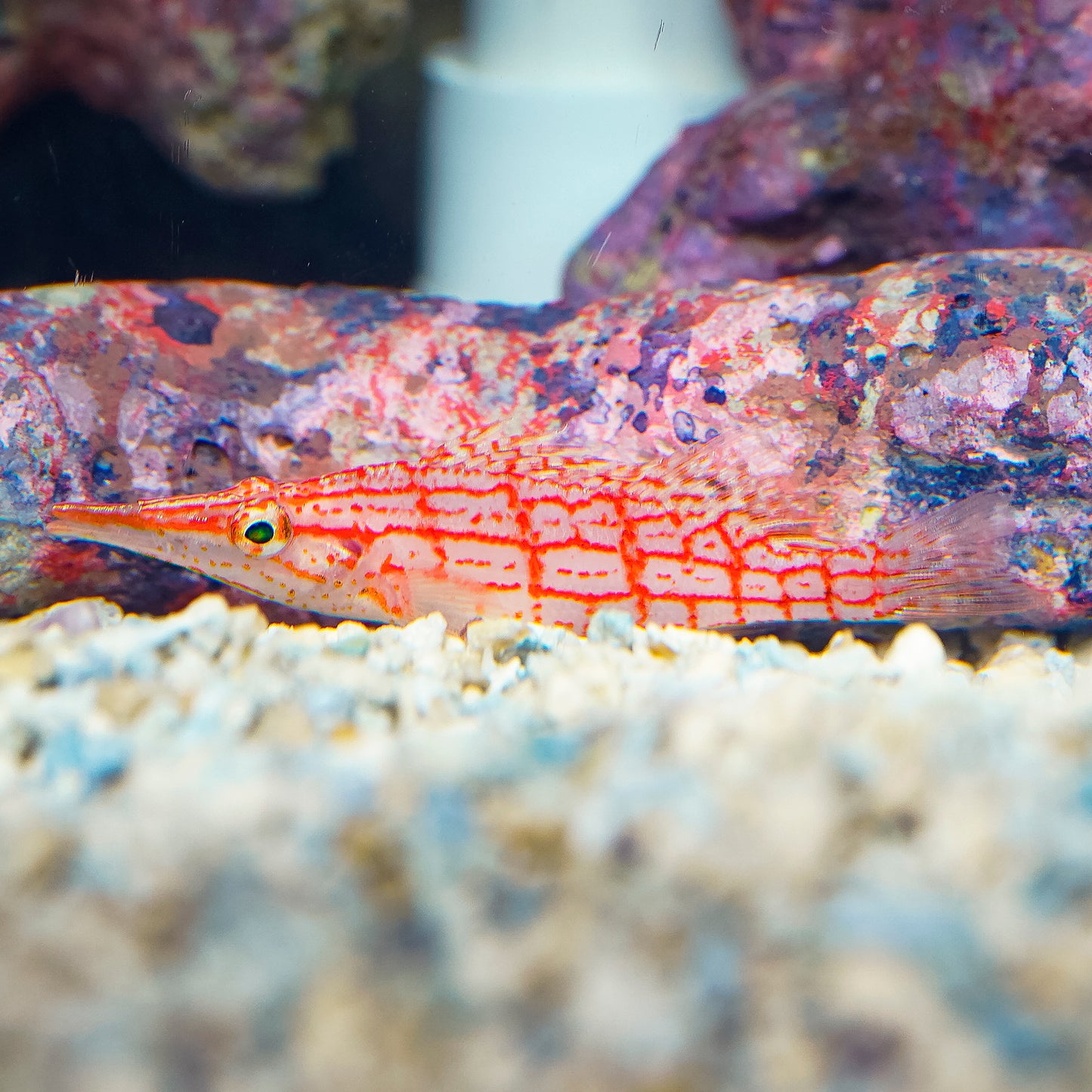 Longnose Hawkfish 3.25" WYSIWYG