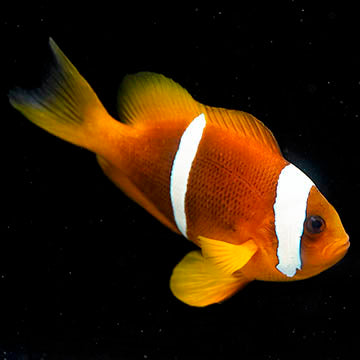 Two Banded Clownfish 4" WYSIWYG