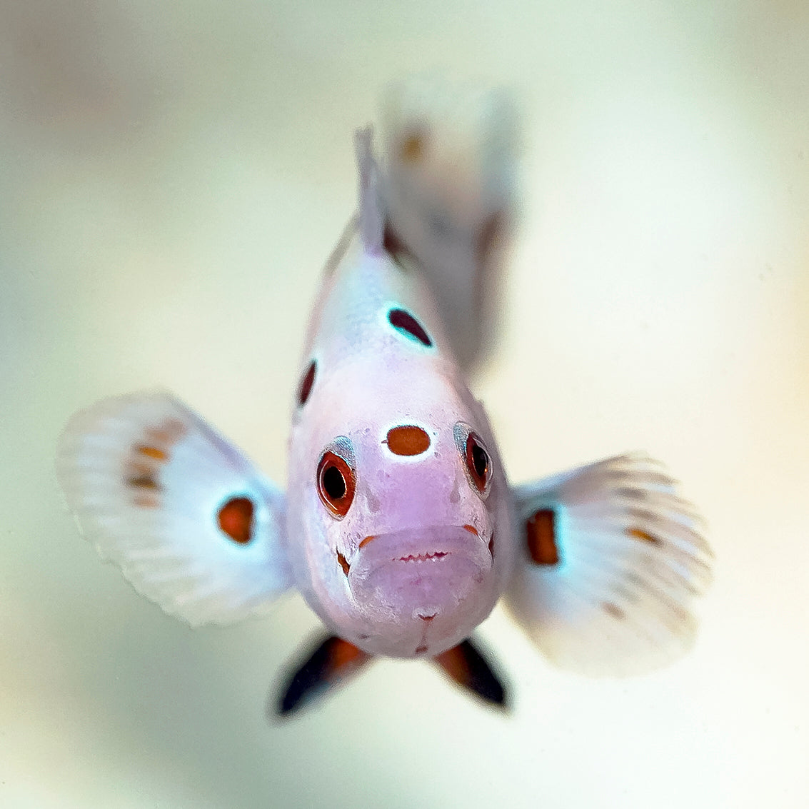 Super Storm Clownfish, Captive-Bred 1.75" WYSIWYG