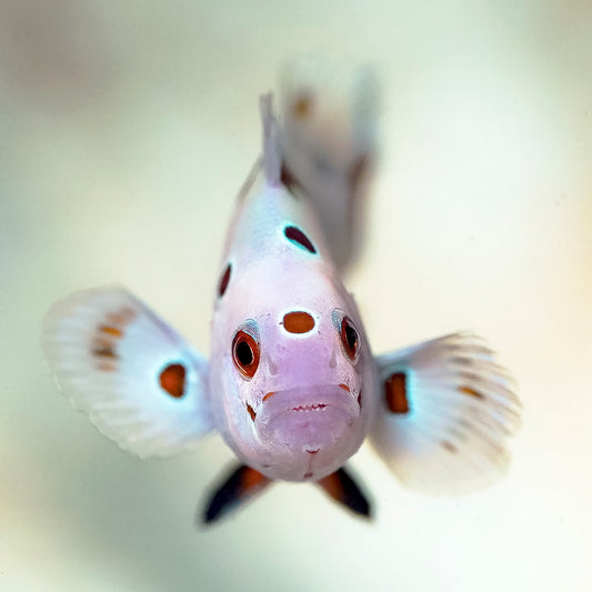 Super Storm Clownfish, Captive-Bred 1.75" WYSIWYG