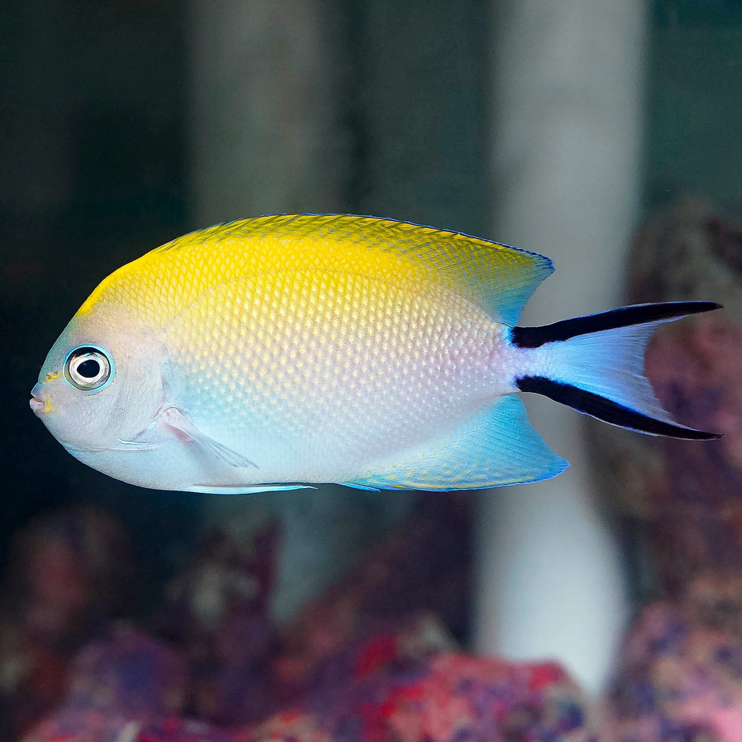 Spotbreast Angelfish 4.5" WYSIWYG