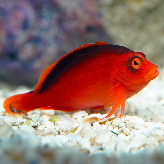Flame Hawkfish 2.5" WYSIWYG