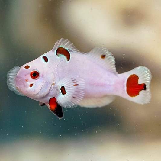 Super Storm Clownfish, Captive-Bred 1.75" WYSIWYG