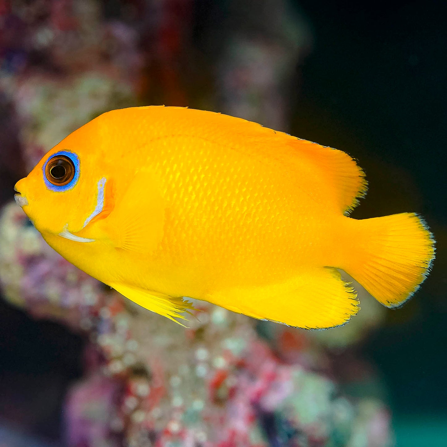 Lemonpeel Angelfish 3" WYSIWYG