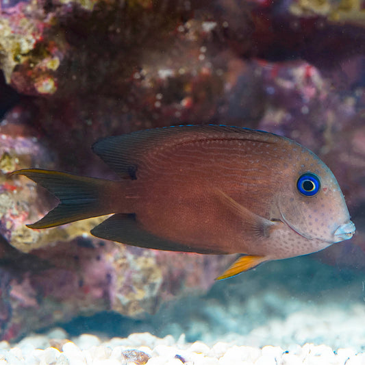 Two Spot Bristletooth Tang 3.5" WYSIWYG