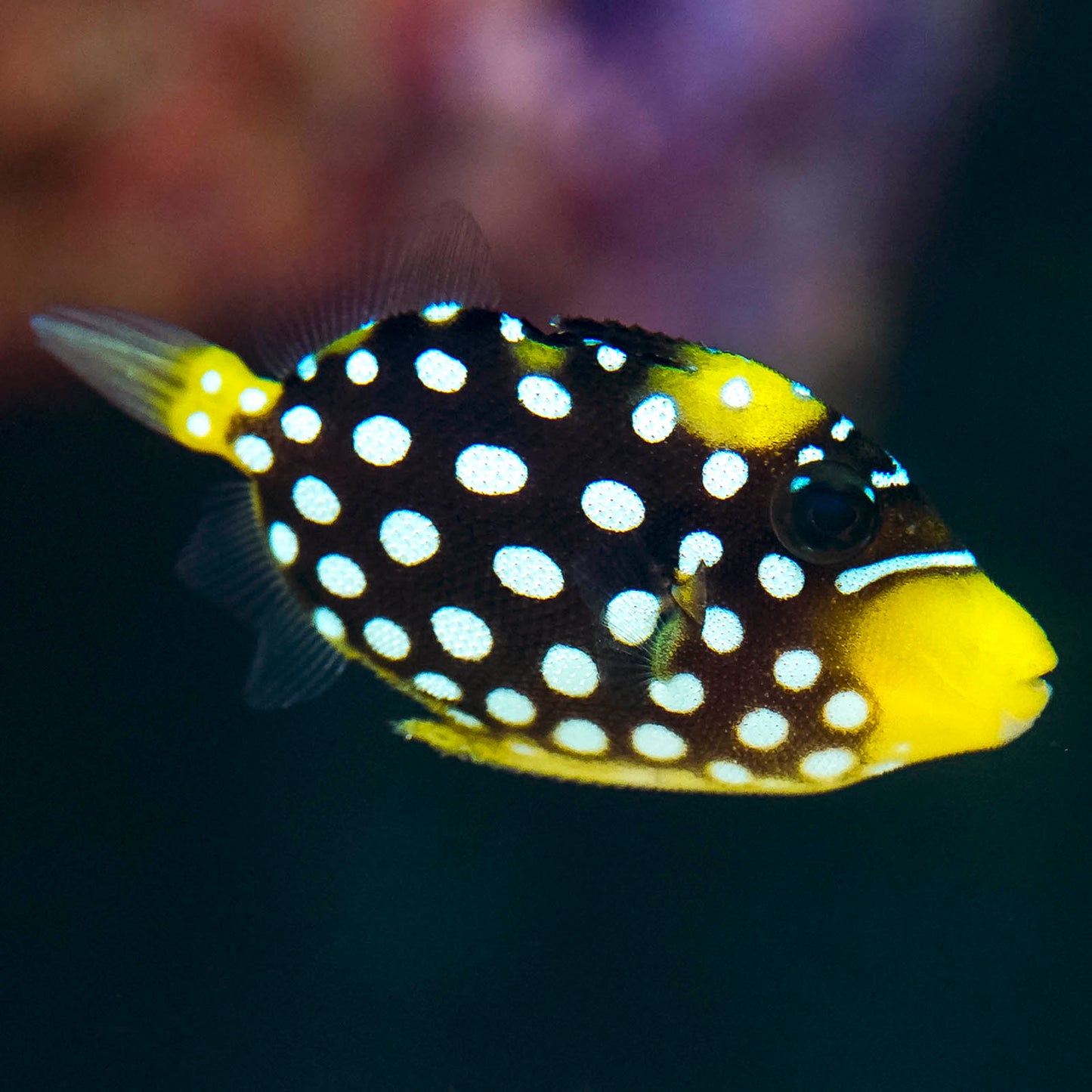 Clown Triggerfish 1.25" WYSIWYG