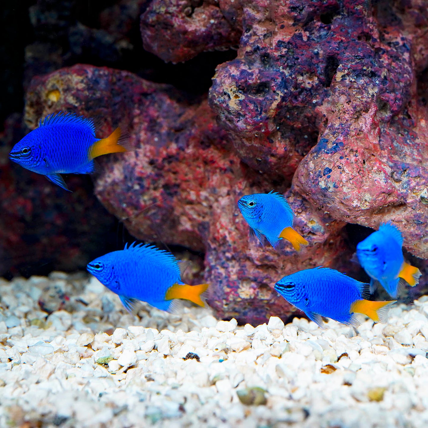 Yellowtail Damselfish 5-Lot 1.5" WYSIWYG