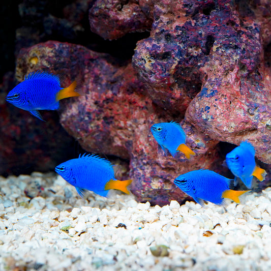 Yellowtail Damselfish 5-Lot 1.5" WYSIWYG