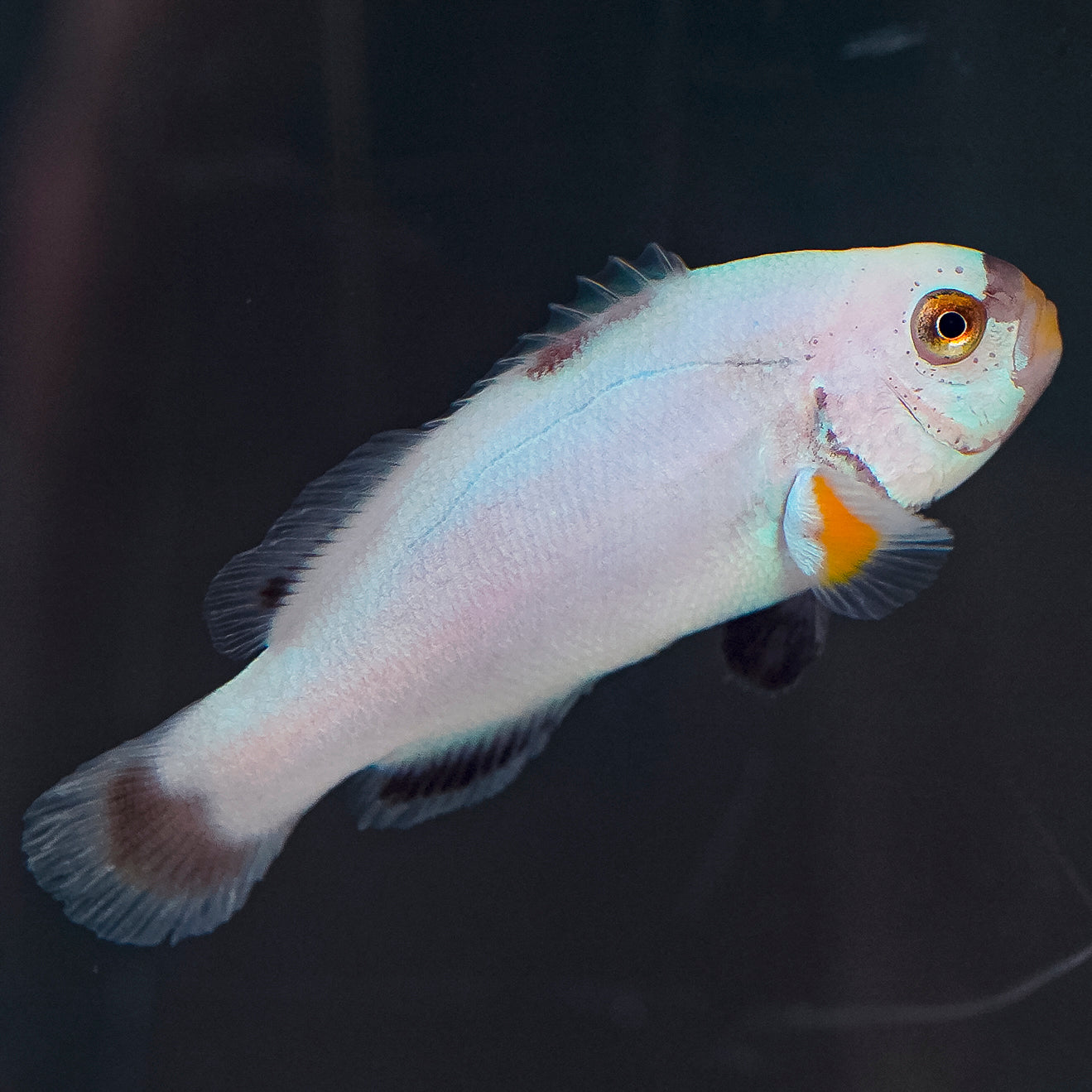 Platinum Percula Clownfish, Captive Bred 1.5" WYSIWYG