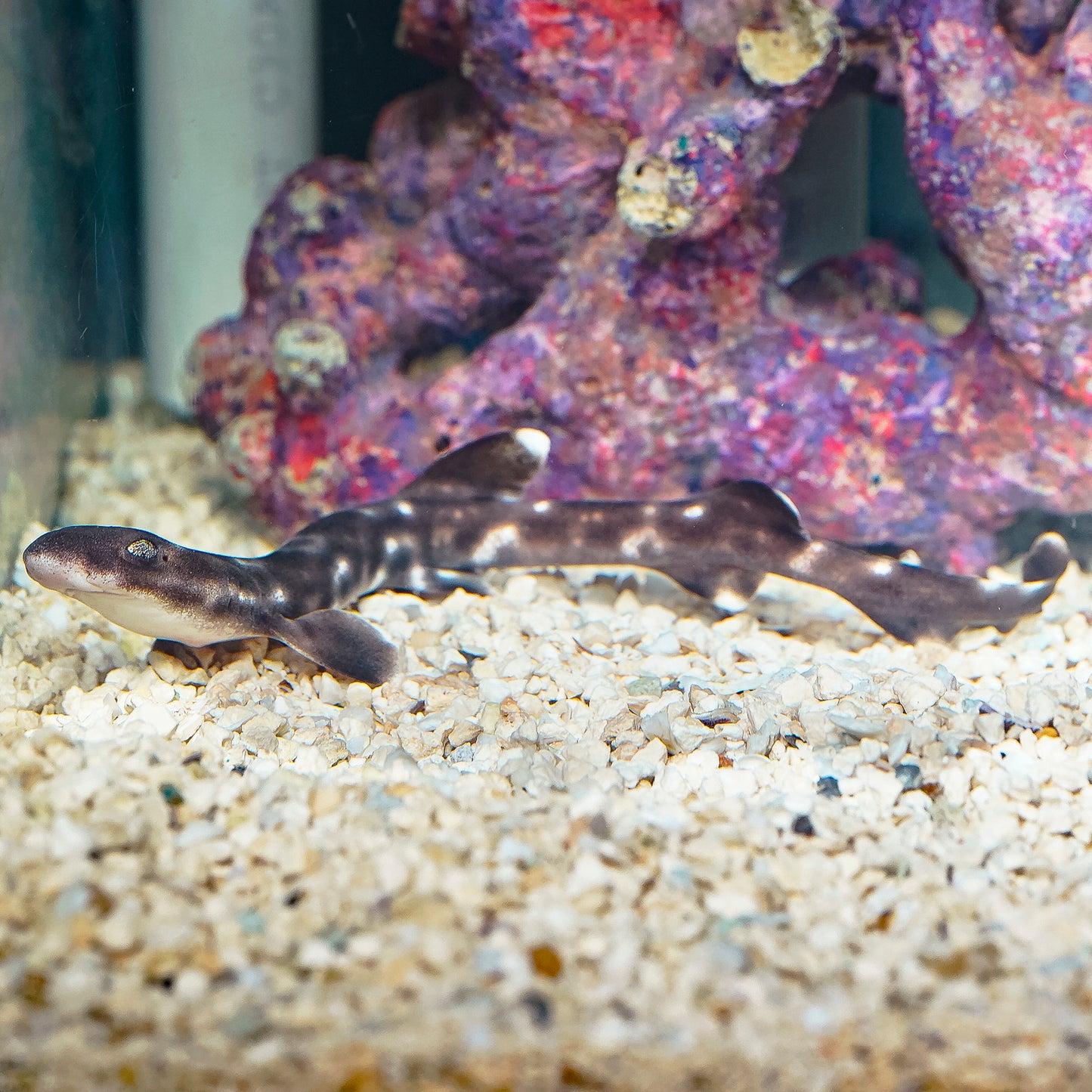 White Spotted Bamboo Cat Shark EXPERT ONLY 8.5" WYSIWYG