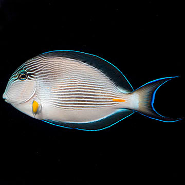 Sohal Tang 4.75" WYSIWYG