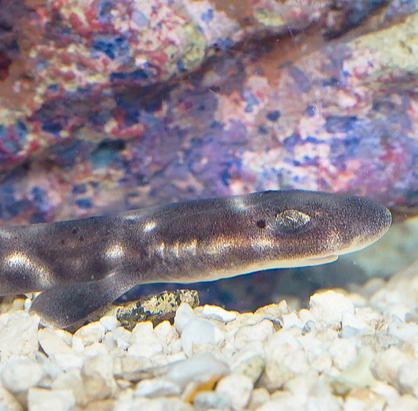 White Spotted Bamboo Cat Shark