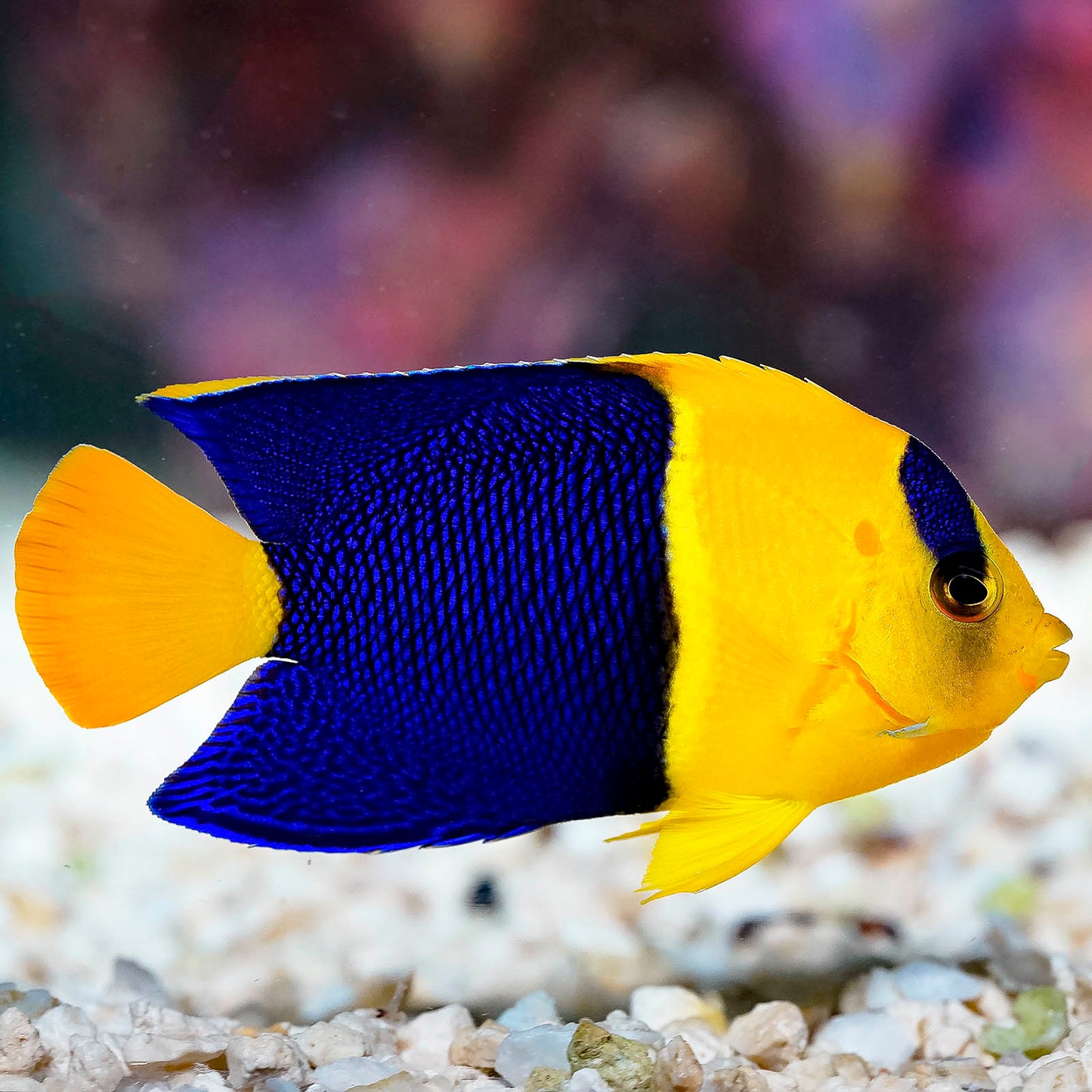 Bicolor Angelfish 3" WYSIWYG
