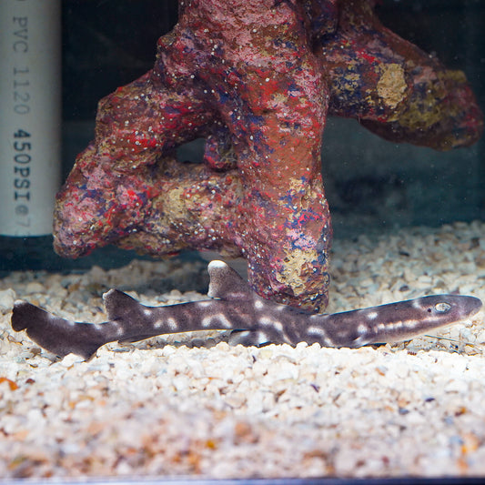 White Spotted Bamboo Cat Shark EXPERT ONLY 8" WYSIWYG