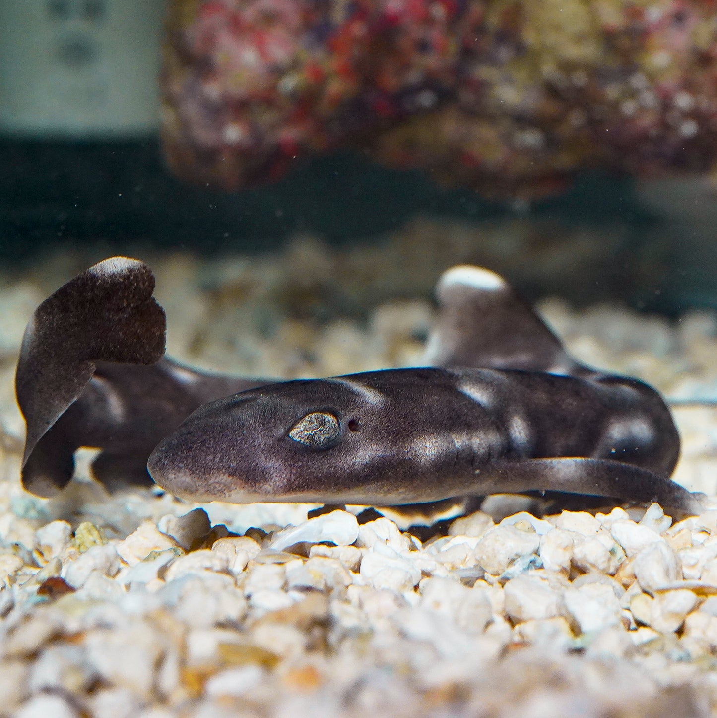 White Spotted Bamboo Cat Shark EXPERT ONLY 8" WYSIWYG