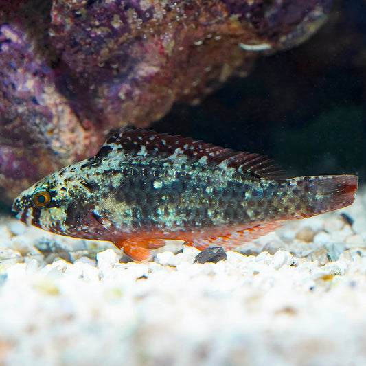 Bucktooth Parrotfish 3.5" WYSIWYG