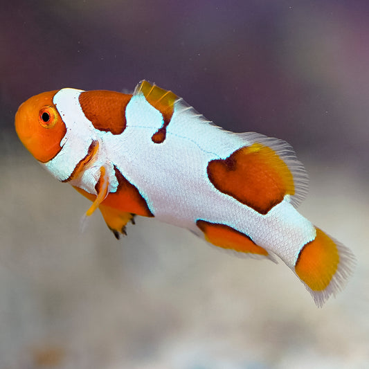 Extreme Picasso Clownfish 1.5" WYSIWYG