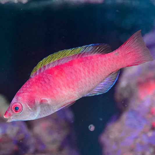 Yellow Fin Fairy Wrasse 2.25" WYSIWYG