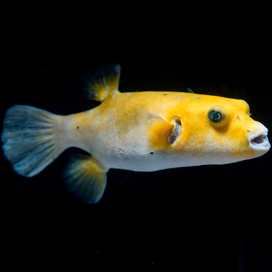 Golden Arothron Puffer 7" WYSIWYG