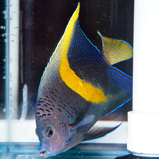 Maculosus Angelfish 4.50" WYSIWYG
