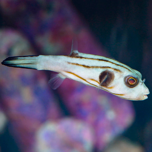 Narrow-Lined Puffer 2.5" WYSIWYG