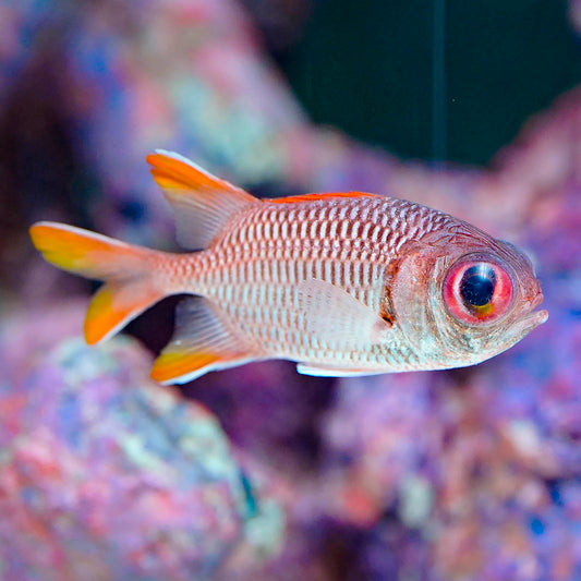 Big Eye Black Bar Soldierfish 2.25" WYSIWYG