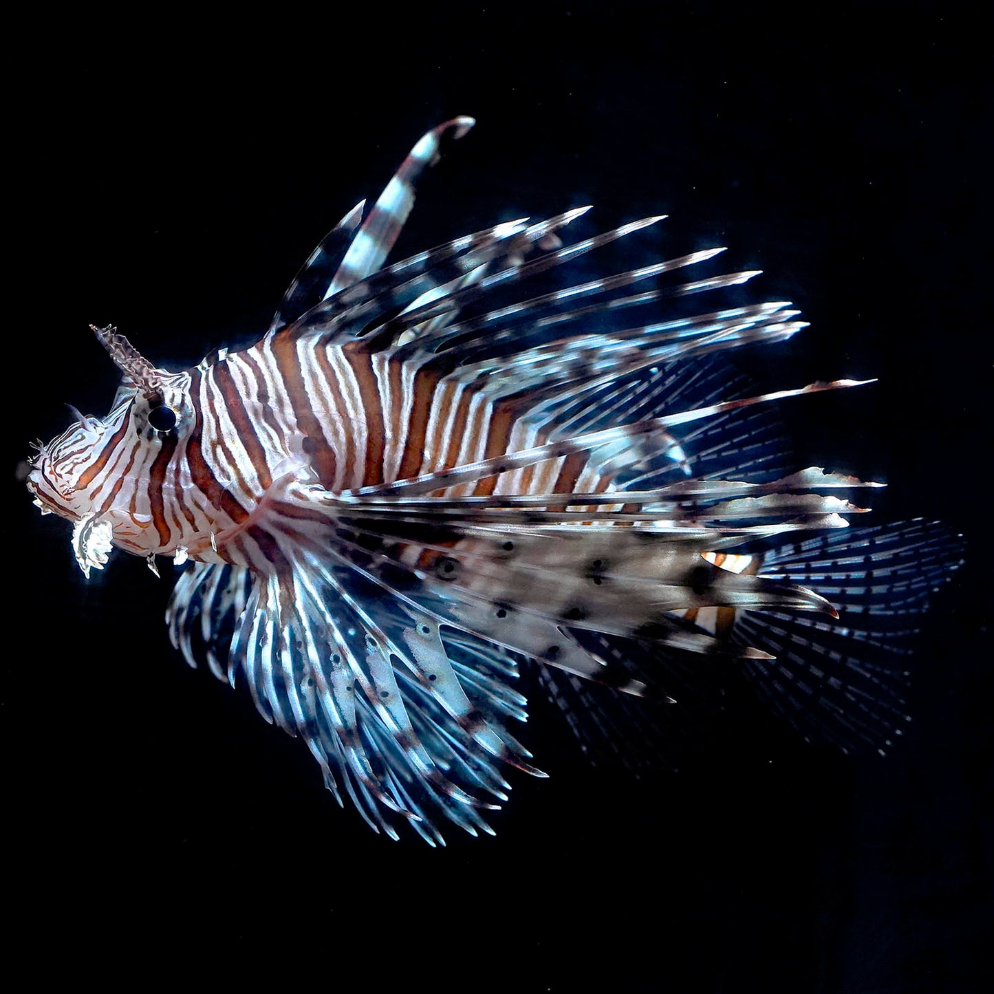 Volitan Lionfish 6" WYSIWYG
