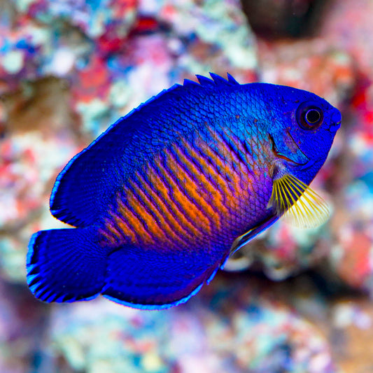 Coral Beauty Angelfish 2.5" WYSIWYG