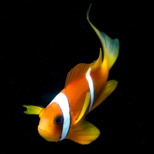Two Banded Clownfish 2.75" WYSIWYG