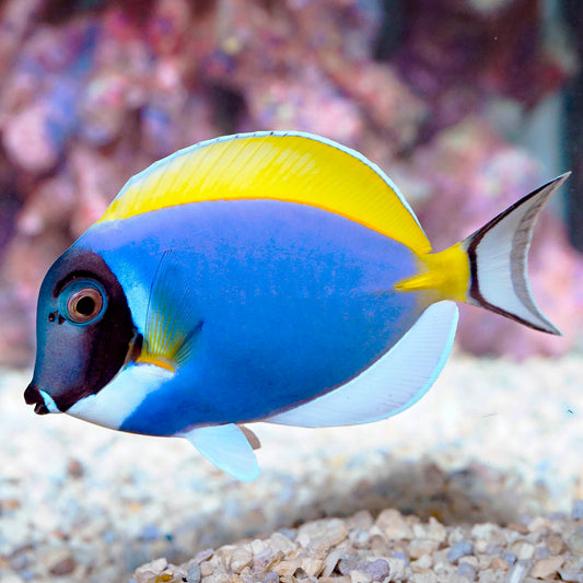 Powder Blue Tang 4.75" WYSIWYG