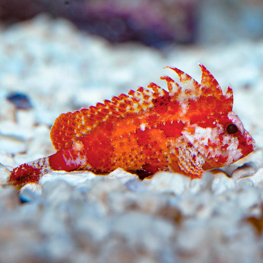 Pygmy Red Rooster Waspfish 1.75" WYSIWYG
