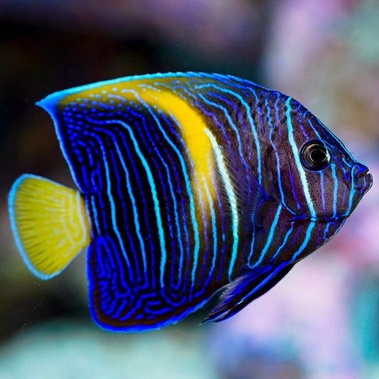 Maculosus Angelfish 3" WYSIWYG