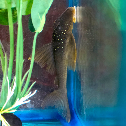 Green Phantom (L-200) Plecostomus 3.75" WYSIWYG