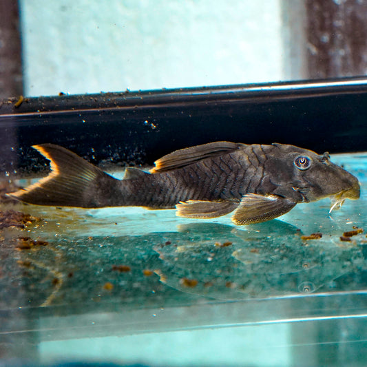 Orange Seam Plecostomus (L-076) 5.5" WYSIWYG